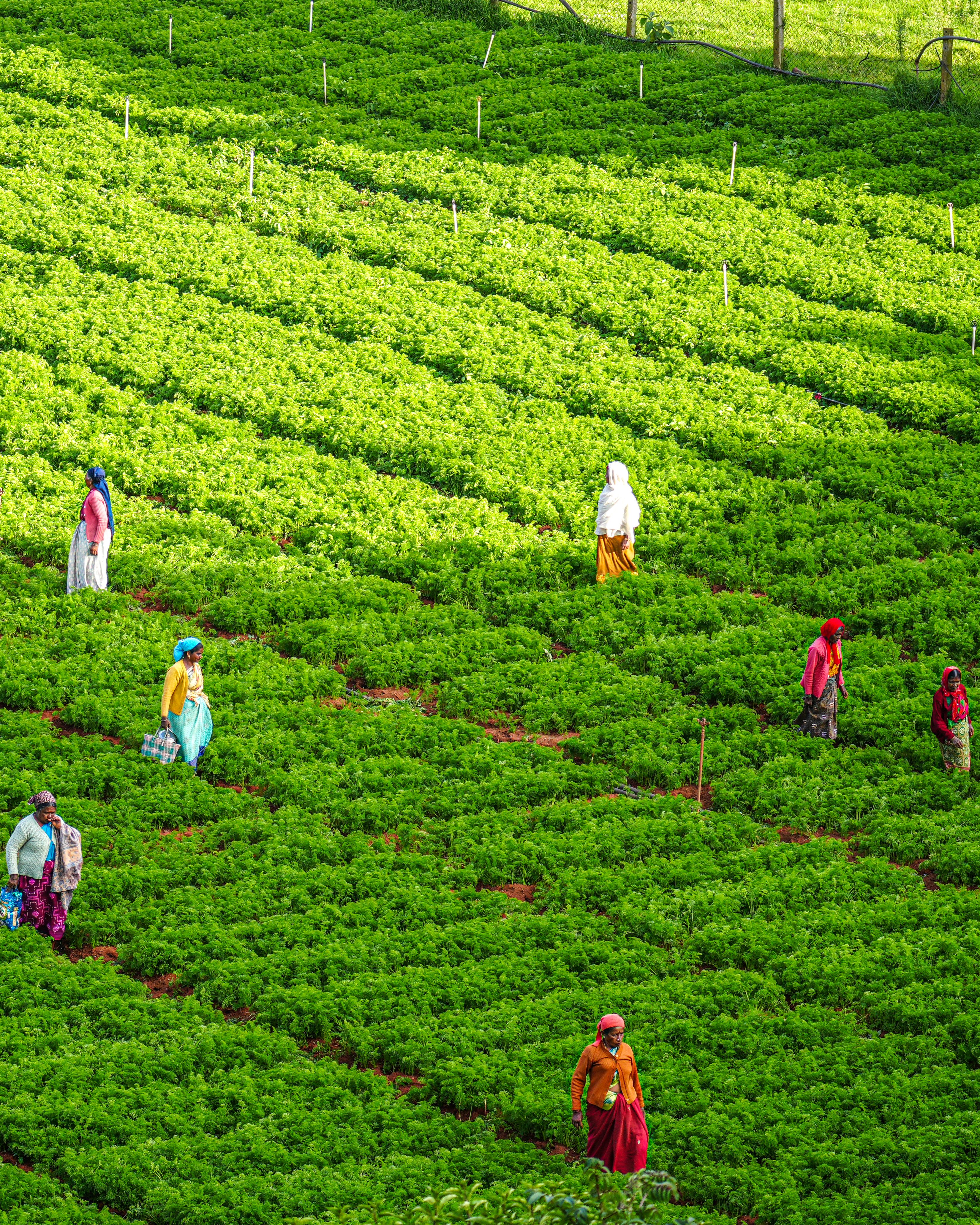 Agricultural Cooperatives