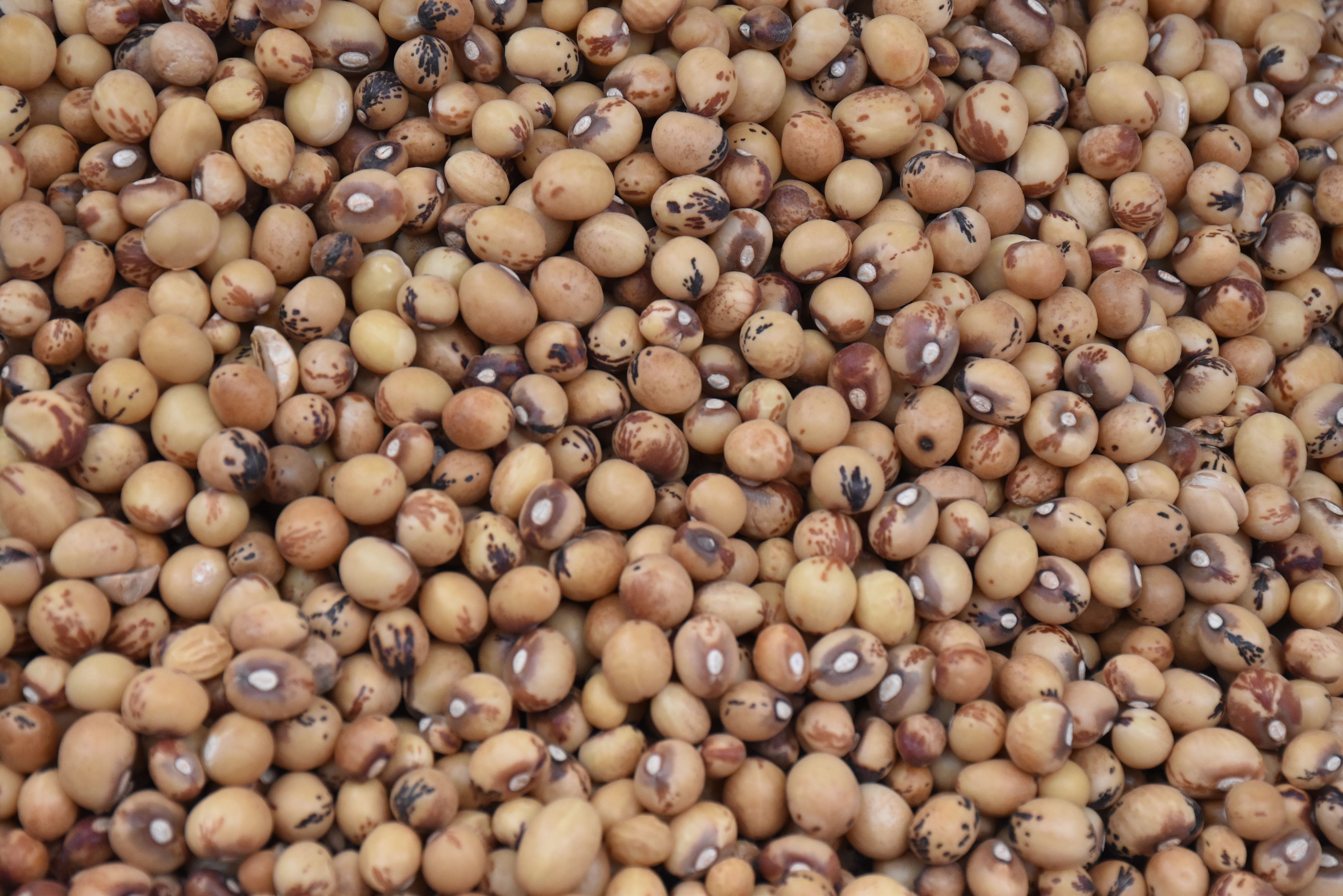 Seed Producers